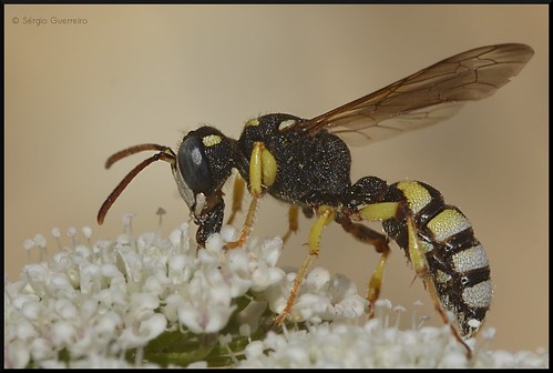 Vespa-do-papel / European paper wasp / (Polistes dominulus) by Sérgio Guerreiro