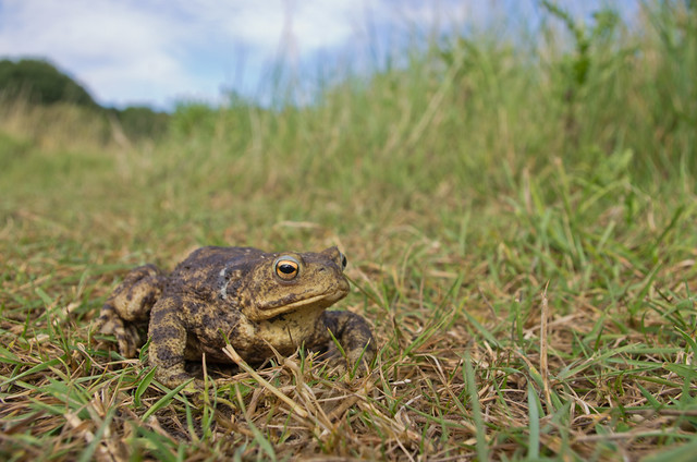 common toad wide angle