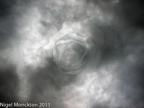 1000/546; 31 August 2011: Rose cloud by nmonckton