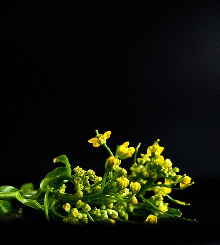 IMG_0981 菜心花,Chinese Mustard Green Flowers