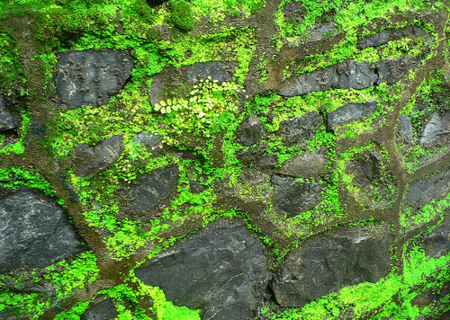 Wall foliage