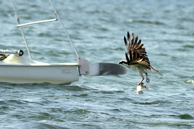 osprey catching fish two