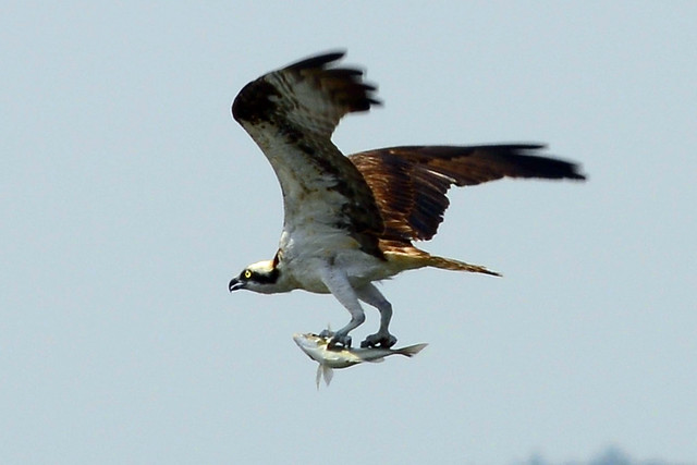 osprey catching fish five