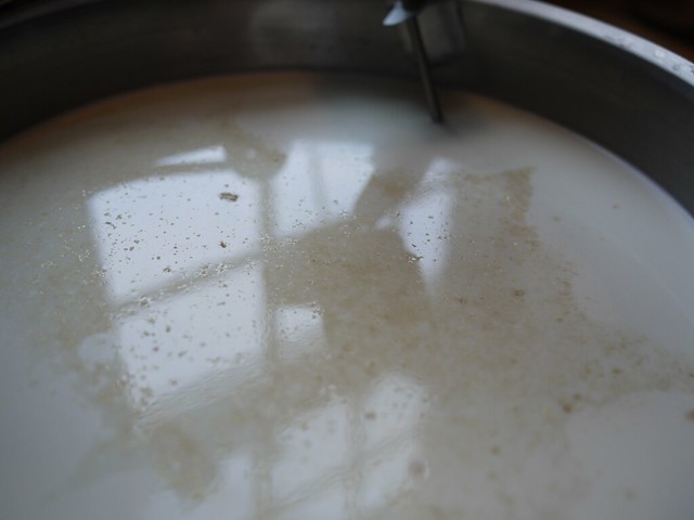 Valençay - Cultures hydrating on the milk