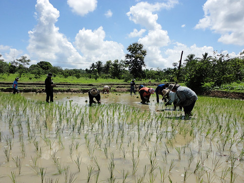 Thailand 6 rice planting