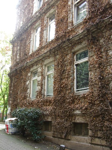 Fassade mit totem Efeu