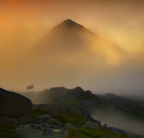 golden mist and one lost sheep by steinliland