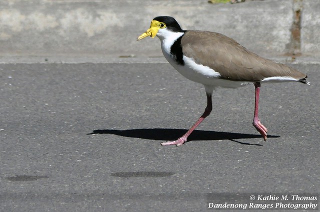 Masked Lapwing Plover Parent