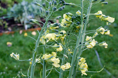 Edible Broccoli Flowers