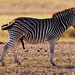 Unphotoshopped Burchell's zebra