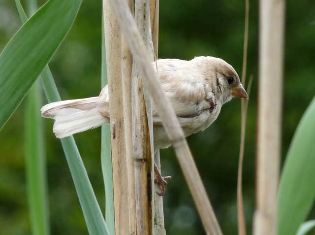 24780 - Leucistic House Sparrow, Llangorse Lake
