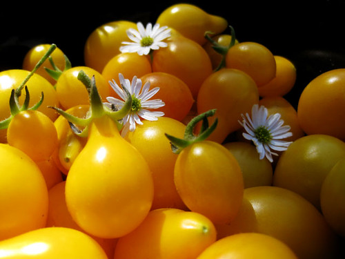 yellow pear tomatoes