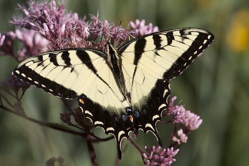 Tiger Swallowtail by ricmcarthur