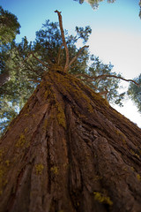 Upward, Redwood