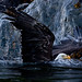 Swimming Bald Eagle