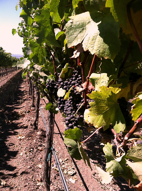 Vineyard 2011 Grapes Pinor Noir.jpg