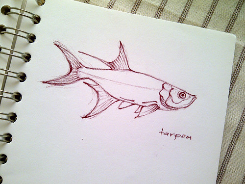 Fish Sketch, Tarpon