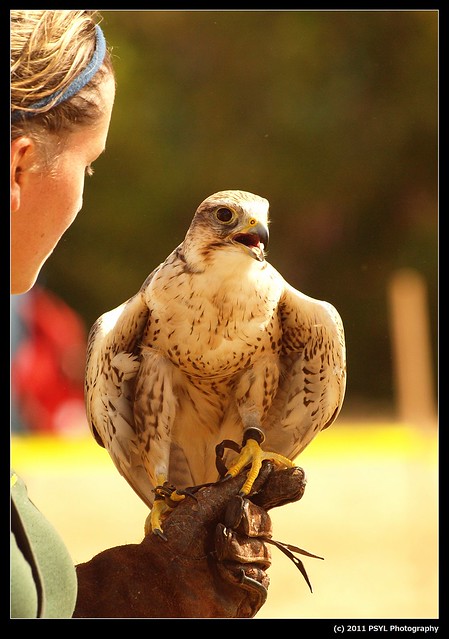 Arrow, the Saker Falcon (Falco cherrug)