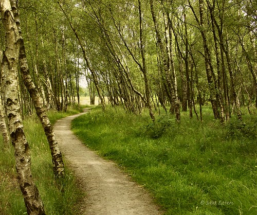 The winding path through the birches by joeke pieters