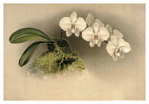 026-Phalaenopsis Casta-Reichenbachia-Orchids illustrated and described..VolI I-1888-F.Sander