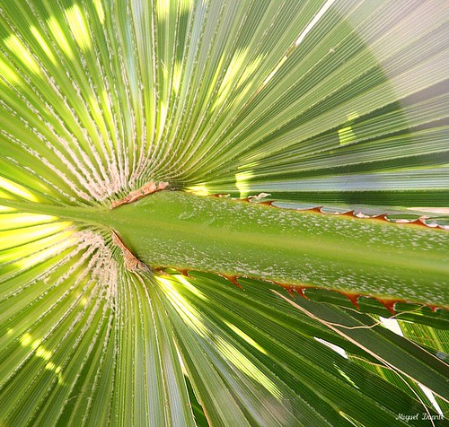 Details of a Palm Tree II