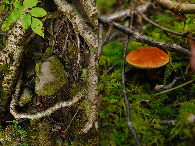 Mushroom and roots
