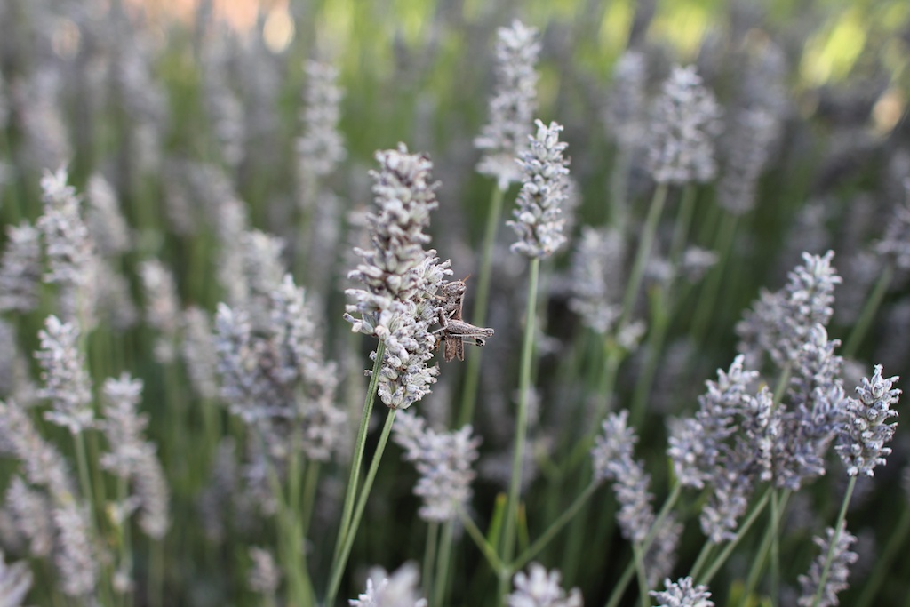 lavender and a grasshopper