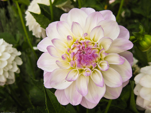 245/365 -  Dahlia at Fern Grove Cottages by Diane Meade-Tibbetts