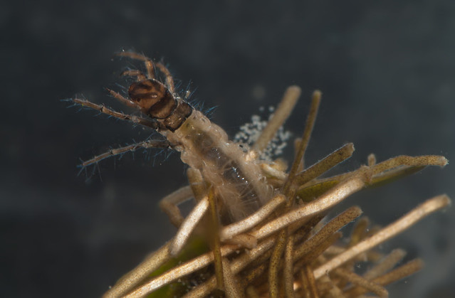 Caddisfly larva Limnephilus sp. pos rhombicus 6 eited