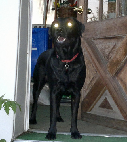 My Glowing eyed dog - makes a good guard dog! Funny!
