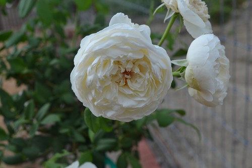 Clair Austin roses (3)