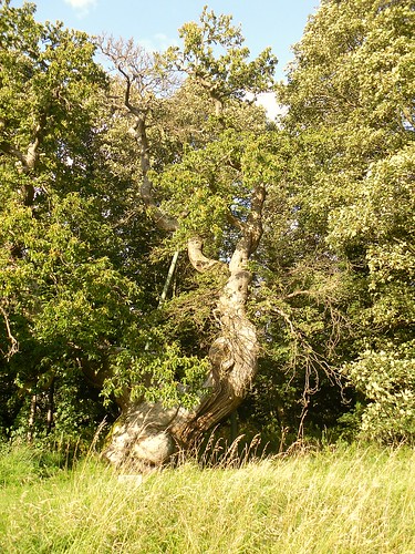 Spanish chestnut tree