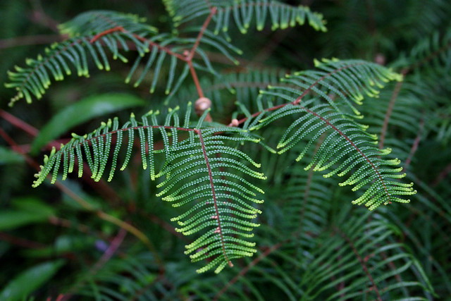 Pouched Coral Fern