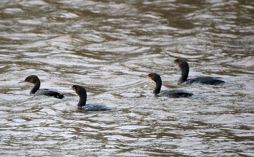 After Irene: Cormorants on Lake Nelson