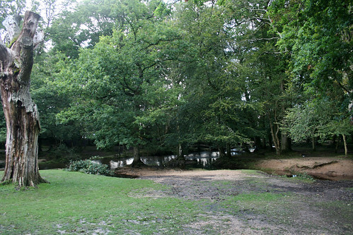 New Forest 19