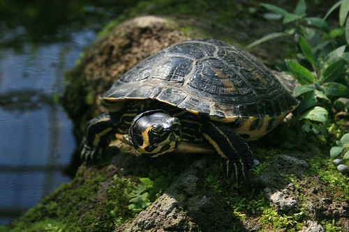 Schildkröte / Turtle - CloseUp
