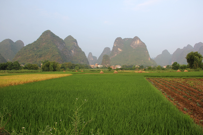 Rice Field at Ancient Village in Yangshuo