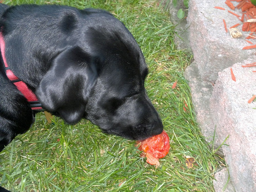 My dog eating a tomato!