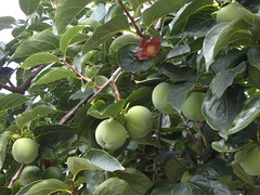 quince tree