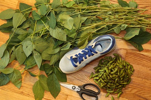 Edamame Pods Separated with Shoe