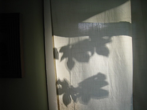 shadow - hops plant