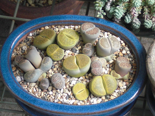 Lithops by cactiphobia