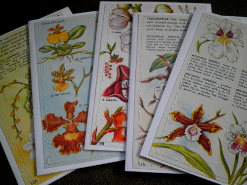 orchid cards