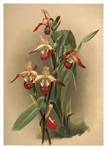 027-Cypripedium Lemoinierianum-Reichenbachia-Orchids illustrated and described..VolI I-1888-F.Sander