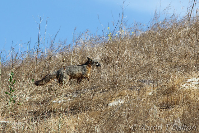 Island Fox in the Brush