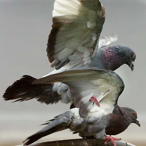 Pigeons by zigazou76, on Flickr