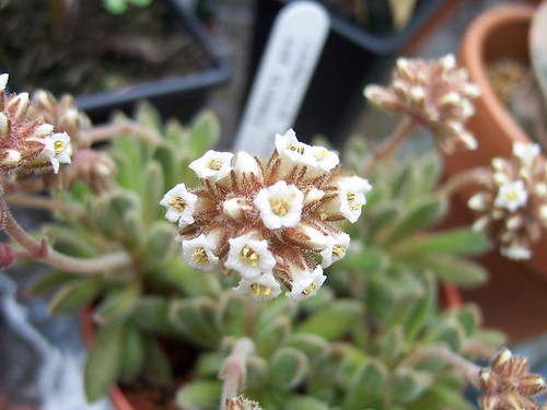crassula ausensis ssp. giessii flowering by srboisvert