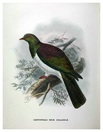 011-A History of the Birds of New Zealand 1873-Sir Walter Lawry Buller