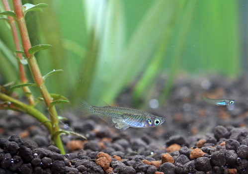 久違了的青鏘魚。（攝影：林紋翠）