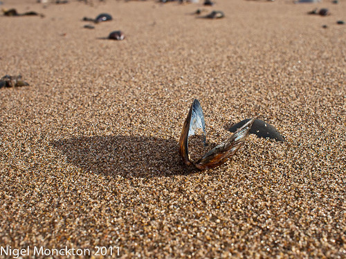 1000/556: 10 Sept 2011: Mussel Shell by nmonckton
